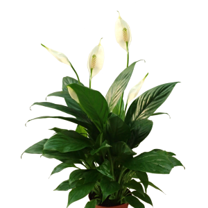 Spathiphyllum Wallisii Taille Moyenne