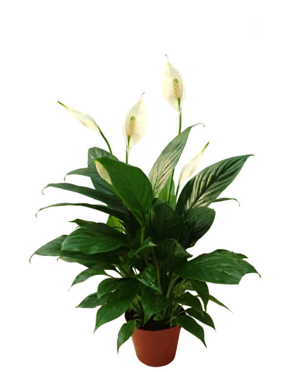 Spathiphyllum Wallisii Taille Petite