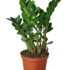 Zamioculcas zamiifolia