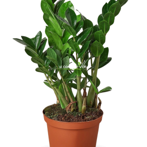 Zamioculcas zamiifolia