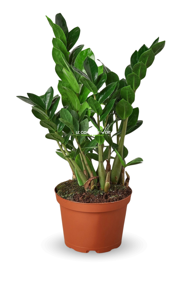 Zamioculcas zamiifolia