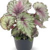 Begonia rex-cultorum