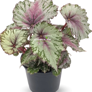 Begonia rex-cultorum Taille : Petite