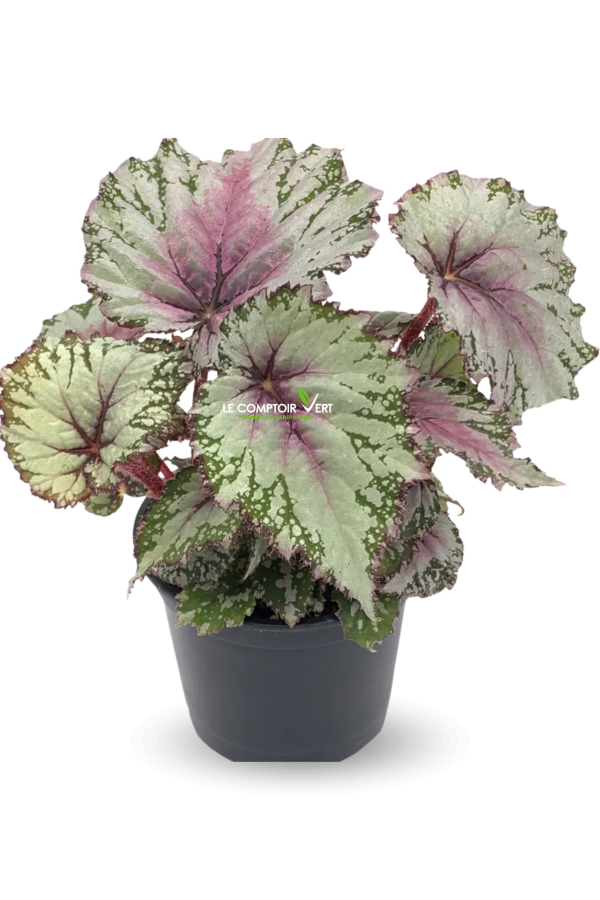 Begonia rex-cultorum