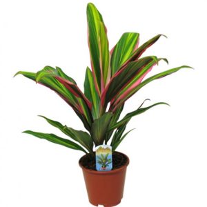 Cordyline KIWI