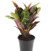 Croton Petra (50 cm)