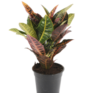 Croton Petra (50 cm)