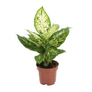 Dieffenbachia